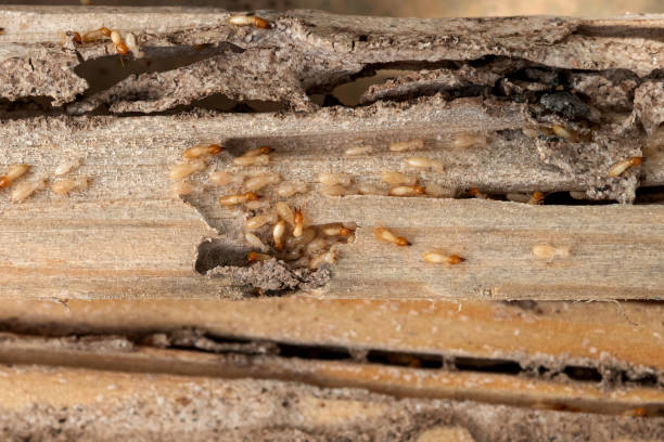 Best Residential Pest Control  in Sunset Hills, MO